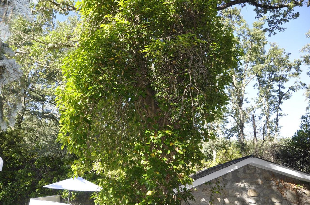 Vigo de Sanabria Espejo De Soledadesヴィラ エクステリア 写真